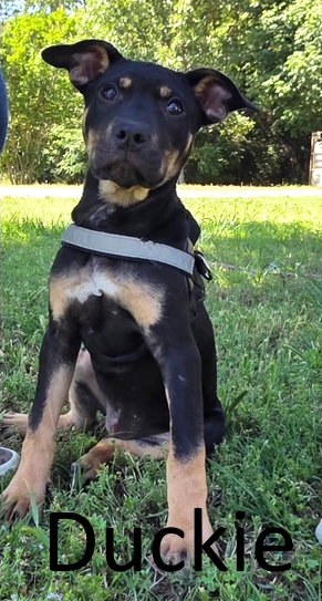Duckie, an adoptable Rottweiler in Mountain View, AR