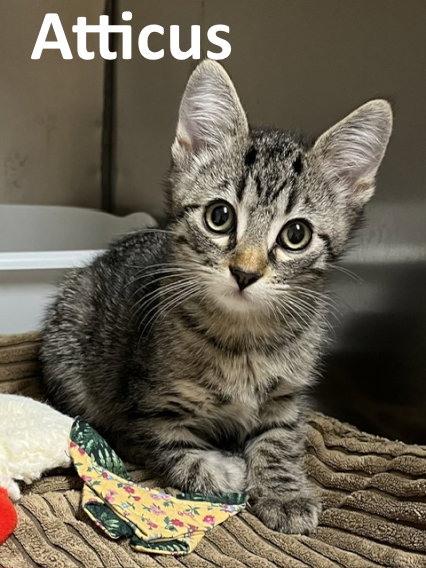 Atticus, an adoptable Tabby in Mountain View, AR