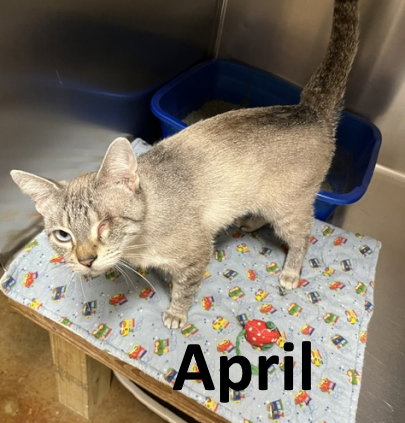 April, an adoptable Siamese in Mountain View, AR