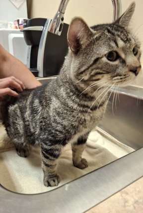 Arlo, an adoptable Tabby in Mountain View, AR