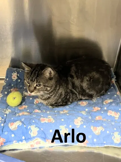 Arlo image 3