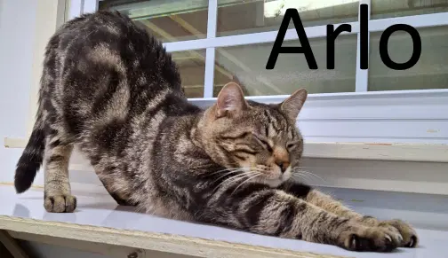 Arlo - Tabby