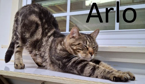 Arlo