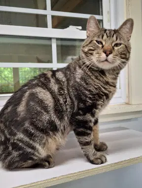 Arlo image 2