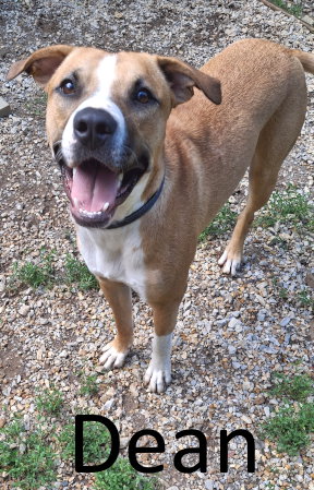 Dean, an adoptable Boxer in Mountain View, AR