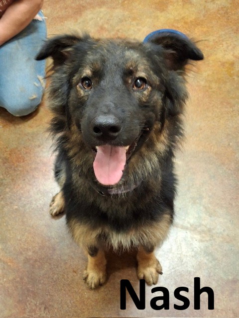 Nash, an adoptable Australian Shepherd in Mountain View, AR