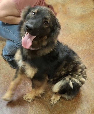 Nash