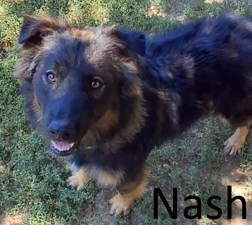 Nash, an adoptable Australian Shepherd in Mountain View, AR
