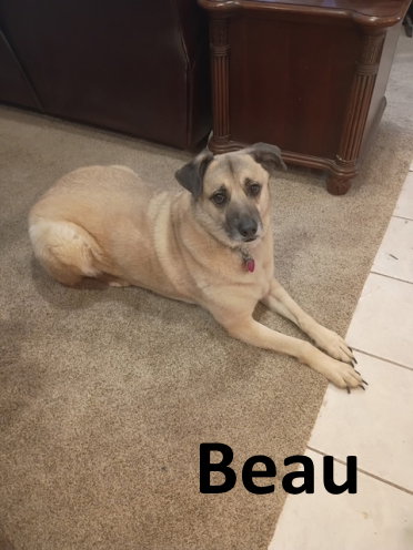 Beau