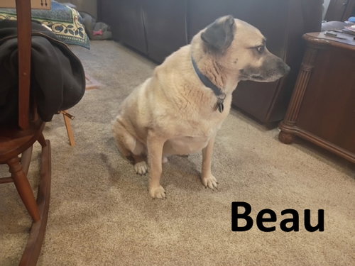 Beau, photo 4