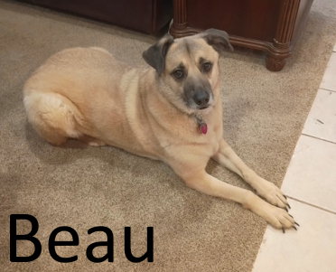Beau