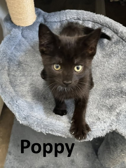 Poppy