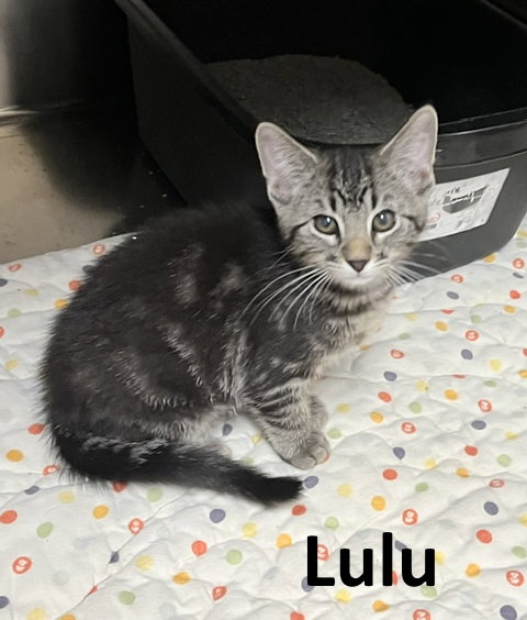 Lulu