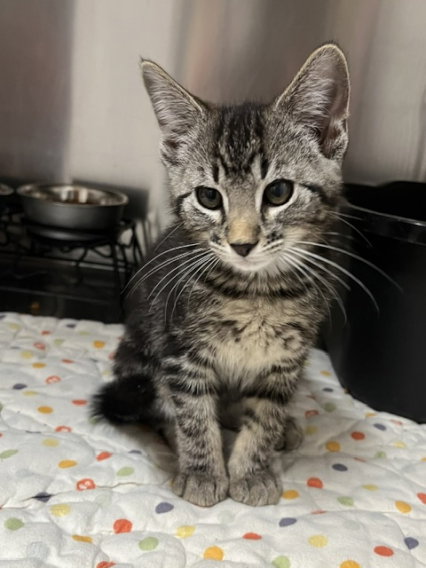 Lulu