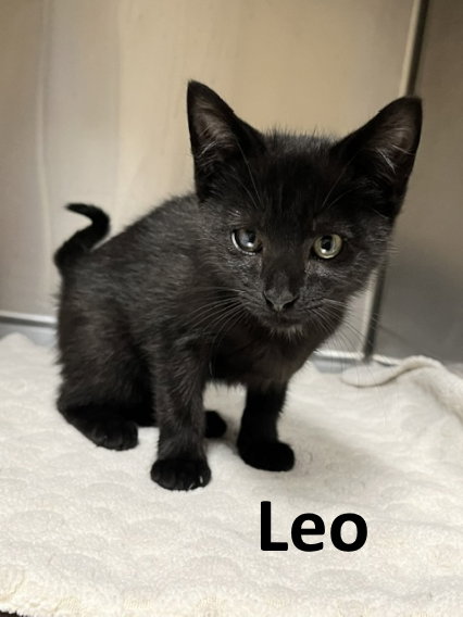 Leo