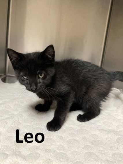 Leo