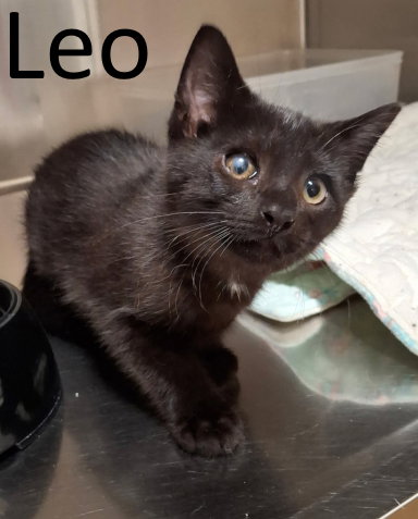Leo, an adoptable Domestic Short Hair in Mountain View, AR