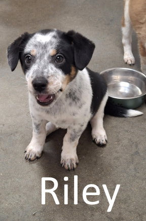 Riley