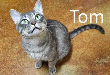 Tom - Tabby