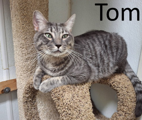 Tom, a cat for adoption from Stone County Humane Society Inc.