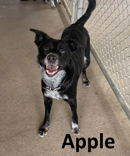 Apple - Border Collie