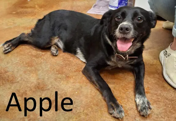 Apple image 3