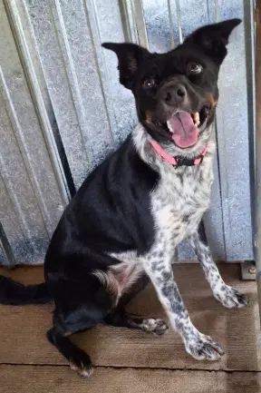 Annie - Border Collie