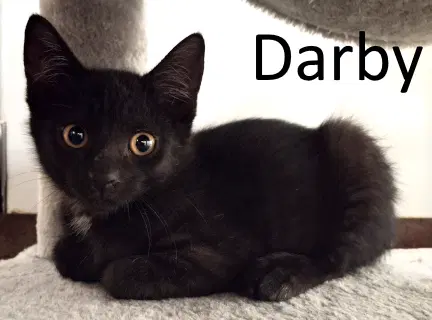 Darby - Domestic Medium Hair