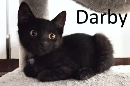 Darby image 2