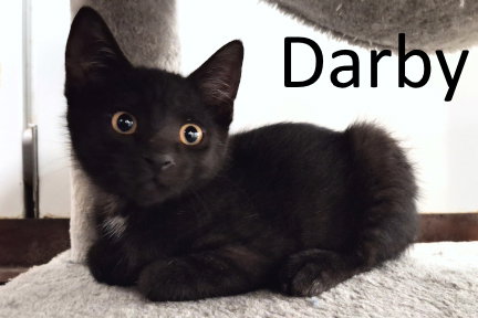 Darby photo 2