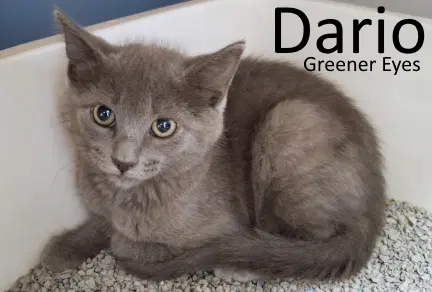 Dario - Domestic Medium Hair