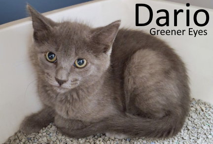 Dario