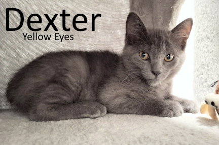 Dexter, photo 4