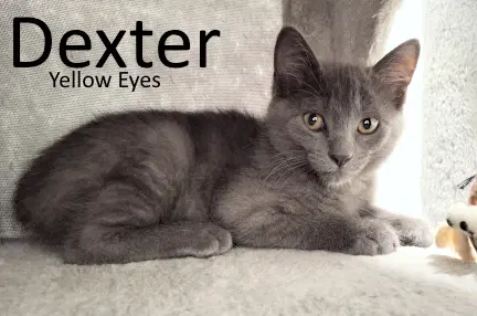 Dexter - Domestic Medium Hair