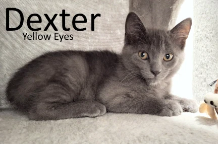 Dexter
