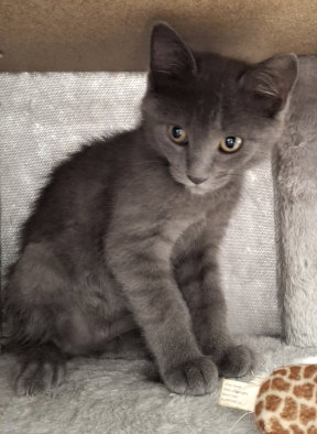 Dexter photo 2