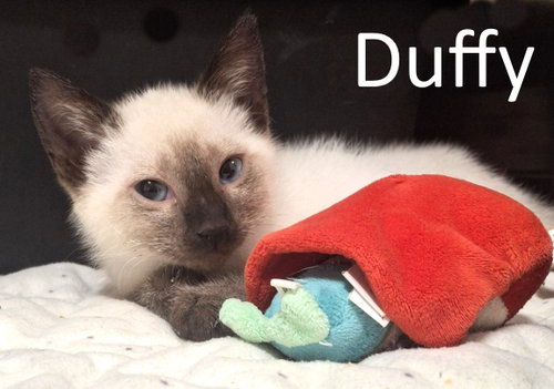 Duffy