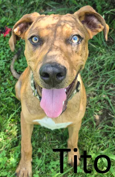 Tito - Catahoula Leopard Dog
