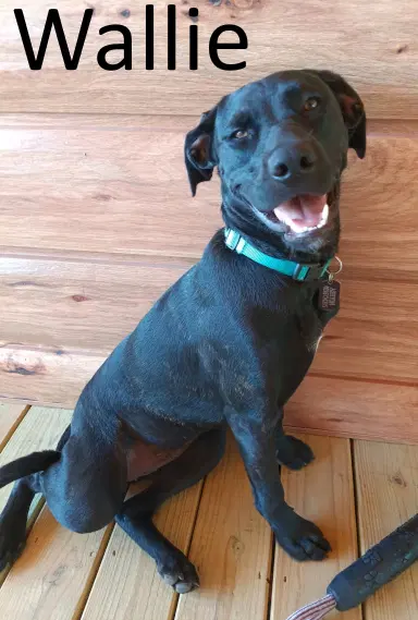 Wallie - American Staffordshire Terrier