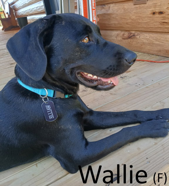 Wallie