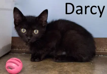 Darcy - Domestic Medium Hair