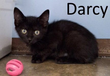Darcy