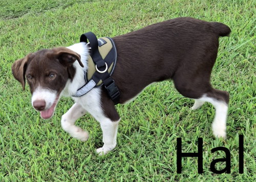 Hal