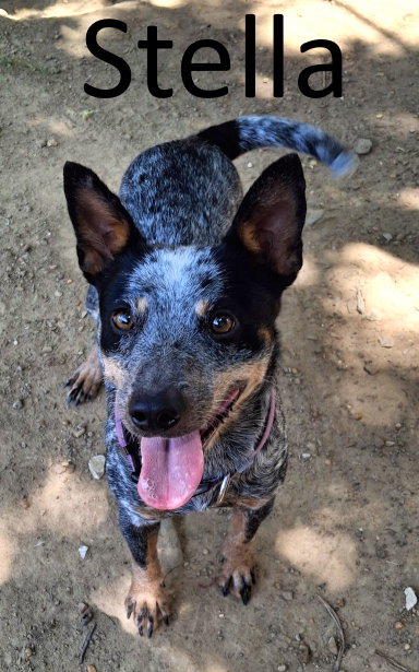Stella, Australian Cattle Dog/Blue Heeler