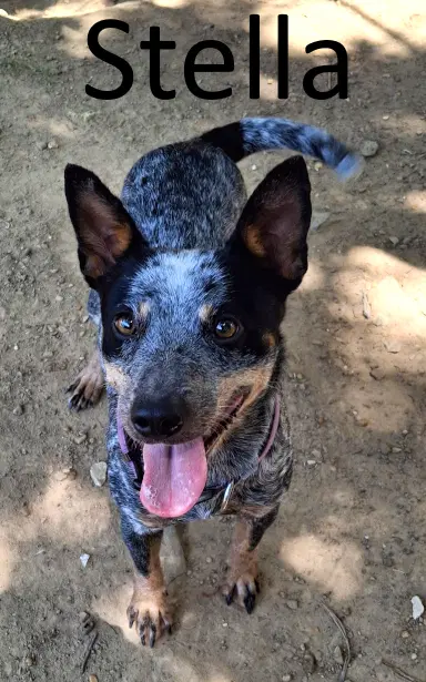 Stella - Australian Cattle Dog/Blue Heeler