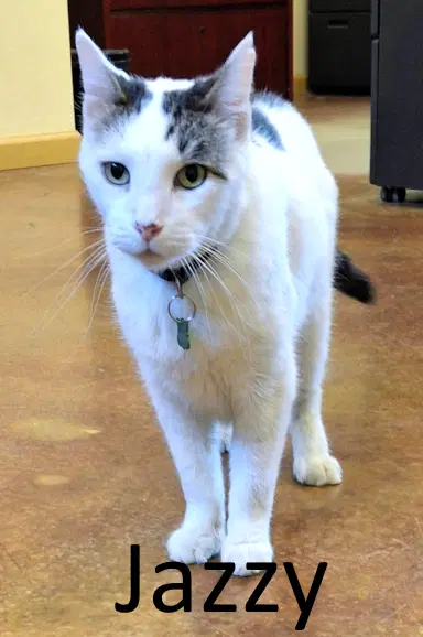 Jazzy - Maine Coon