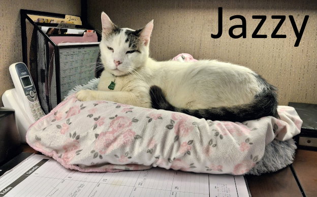 Jazzy, Maine Coon