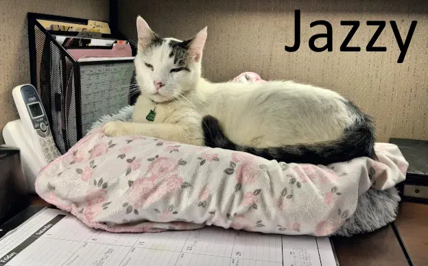 Jazzy - Maine Coon