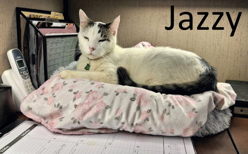 Jazzy, a cat for adoption from Stone County Humane Society Inc.