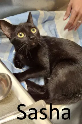 Sasha - Domestic Short Hair